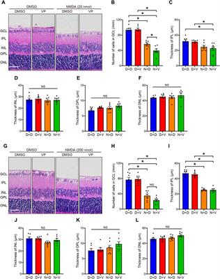 YAP activation in Müller cells protects against NMDA-induced retinal ganglion cell injury by regulating Bcl-xL expression